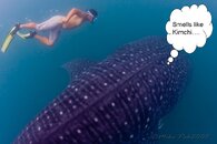 whaleshark.jpg