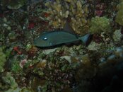 IMG_0596.JPG