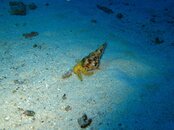 IMG_0564e.JPG