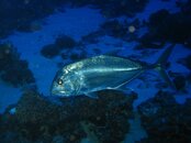 IMG_0533.JPG