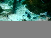 IMAG0216.JPG