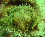 porc fish.jpg