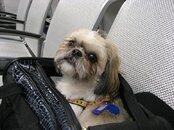 Nooshy ready to board the plane.jpg