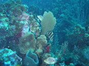 dives-3-26-07024.JPG