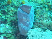 dives-3-26-07118.JPG