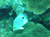 dives-3-26-07133.JPG