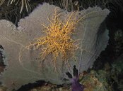 basket star.jpg