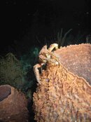 crab.jpg
