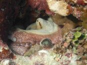 octo2.jpg