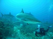 shark1.jpg