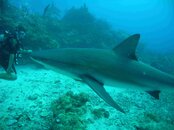 shark2.jpg