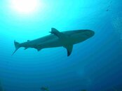 shark3.jpg
