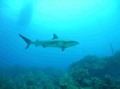 shark4.jpg