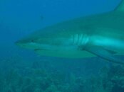 shark6.jpg