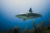SharkCruising.jpg