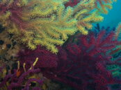 Mediterranean corals.JPG