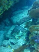 turtle.jpg