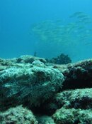 Scorpion fish.jpg