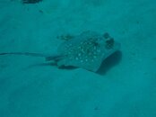 IMG_1076.jpg IMG_1076.jpg