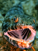 Subic-Bay-Lizardfish-Andy-D.jpg