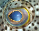 Grouper Eye.jpg