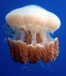Jellyfish Ecosystem.jpg
