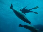 two monk seals.jpg