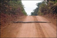 Long-Snake-1.jpg