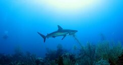 shark on top of reef.jpg