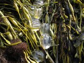 egg sacs in kelp.jpg