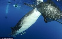 whale shark nets.jpg