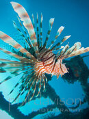 Lion-fish-closeup-L.jpg Lion-fish-closeup-L.jpg