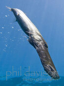 Pipefish-M.jpg Pipefish-M.jpg