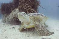 Green-Turtle-M.jpg Green-Turtle-M.jpg