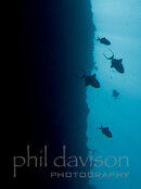 Trigger-fish-on-the-wall-M.jpg Trigger-fish-on-the-wall-M.jpg