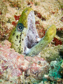 Moray-mouth-M.jpg Moray-mouth-M.jpg