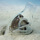 Octopus-in-a-bottle-Square-M.jpg Octopus-in-a-bottle-Square-M.jpg
