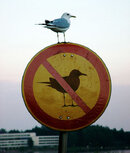nobirds.jpg