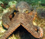 OCTOPUS.jpg