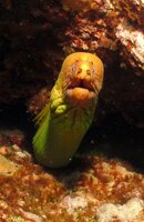 yellowmoray1.jpg