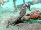 Blue Heron Bridge Stargazer Longsnout Seahorse.jpg