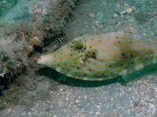 Blue Heron Bridge Stargazer Scrawled Filefish with juvenile Gray Angelfish.jpg