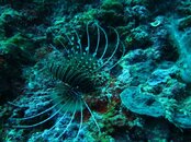 _Lionfish.jpg