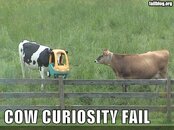 cow_fail_2.jpg