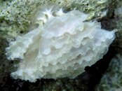 Tunicates?.jpg