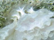 Tunicates2?.jpg