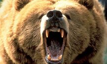 8.8-angry-bear.jpg