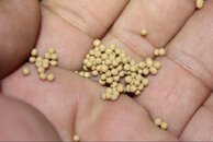 Abused compressor v3 - oil soaked molecular sieve.jpg