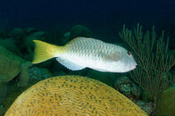 fish2.JPG