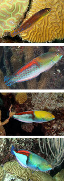 fish.jpg